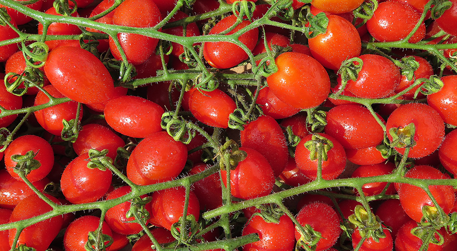 Tomates cerises en grappes