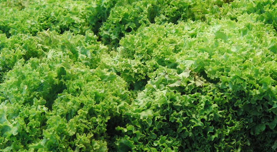 Green leaf Lettuce