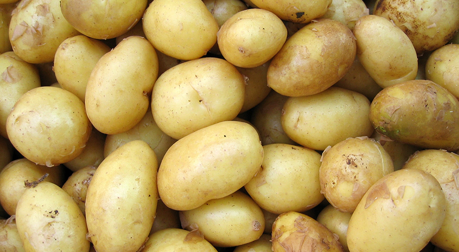patatas tempranas