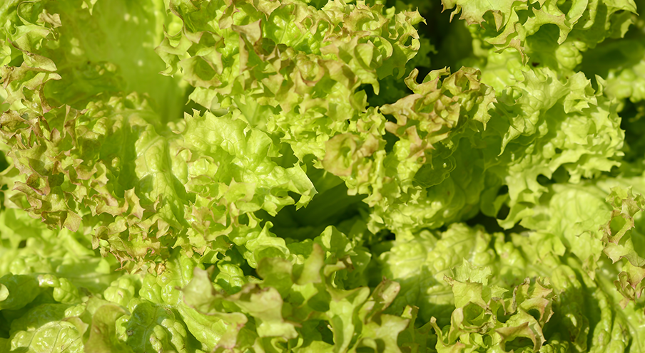 Lollo lettuce green